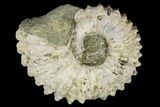 Bumpy Ammonite (Douvilleiceras) Fossil - Madagascar #115602-1